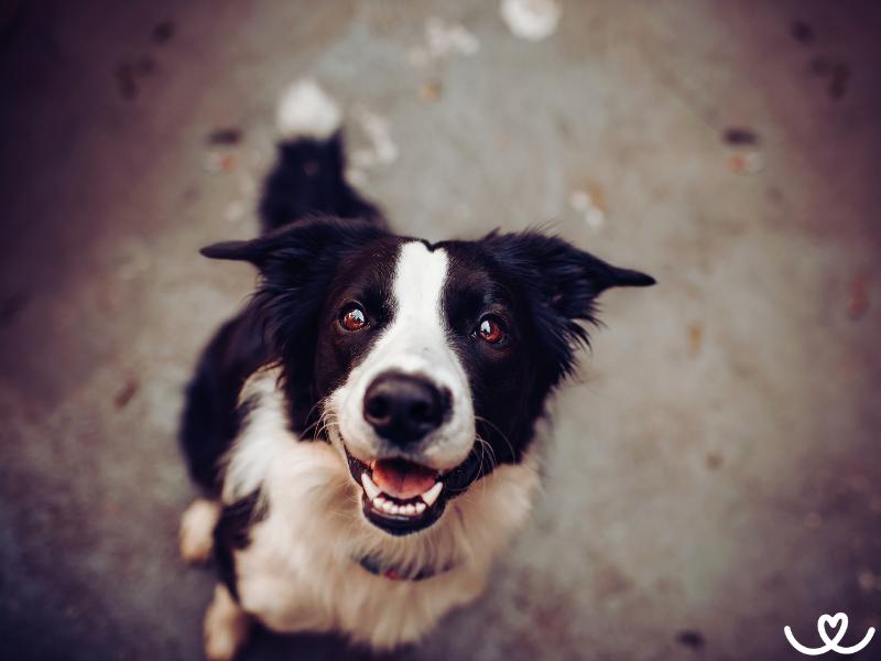 Jak-chovat-psa-venku (15)